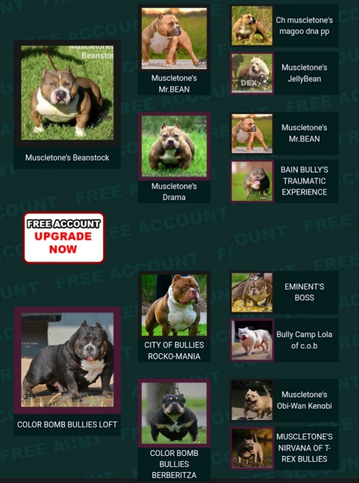 COLOR BOMB BULLIES MORTICIA — Night Drakula Kennel